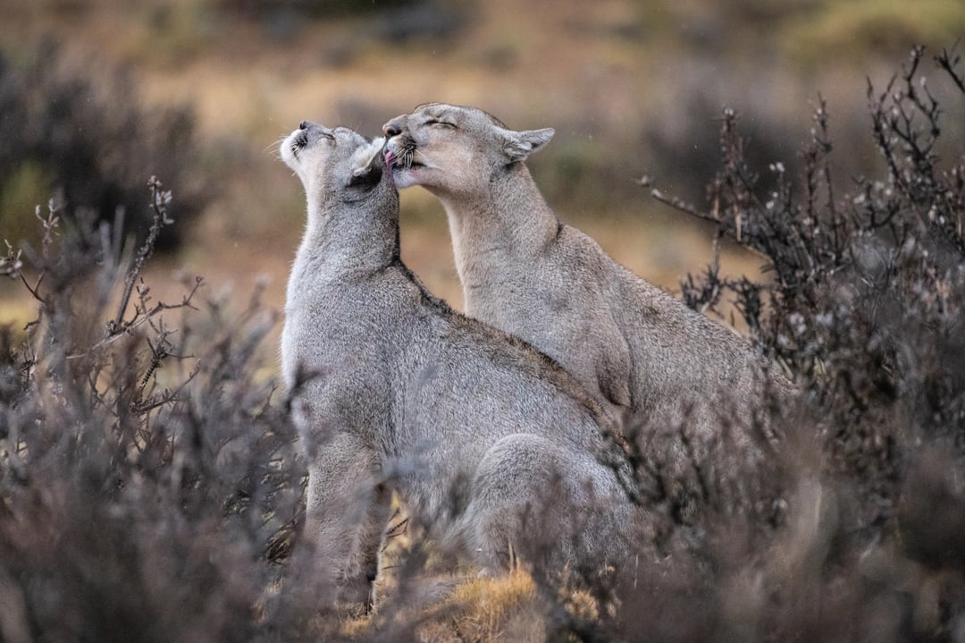 Patagonia animals Pumas