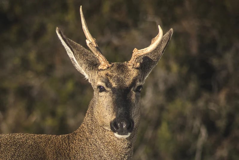 Huemul en Patagonia