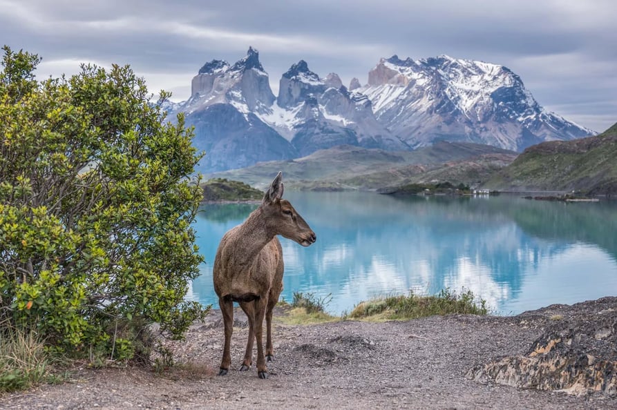 Huemul in Torres del Paine