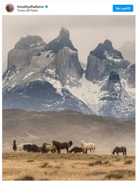 Torres del paine national park Horses