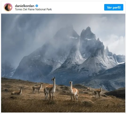 Torres del paine national park animals