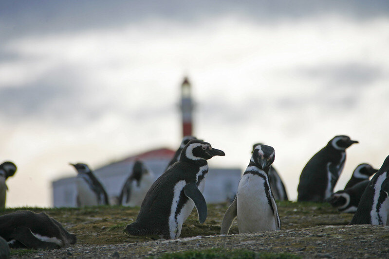 PINGUINOS DE MAGALLANES PROG WL