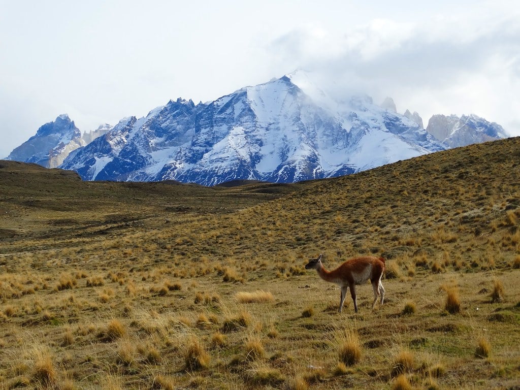 A guanaco is walking close to huge mountains.