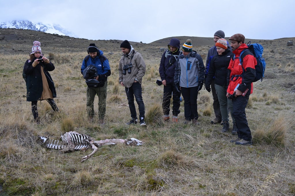 Guanaco Dead in Torres del Paine