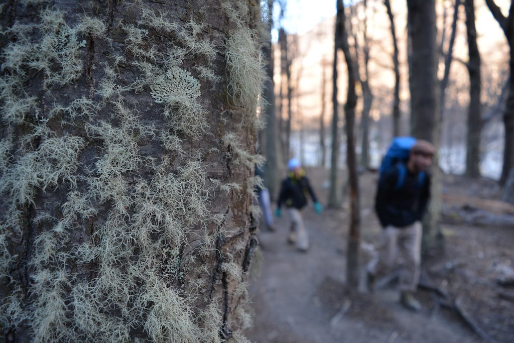  Hiking through the forest Patagonia