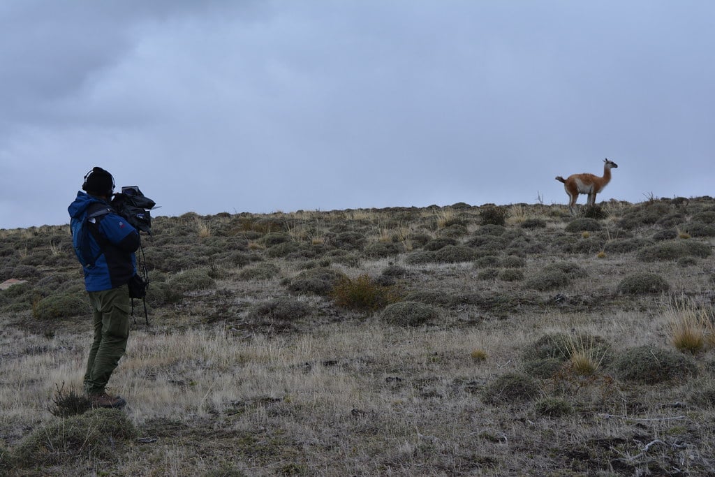 Guanaco Torres del Paine