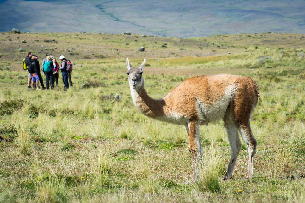 Guanaco looking at the photographer Patagonia