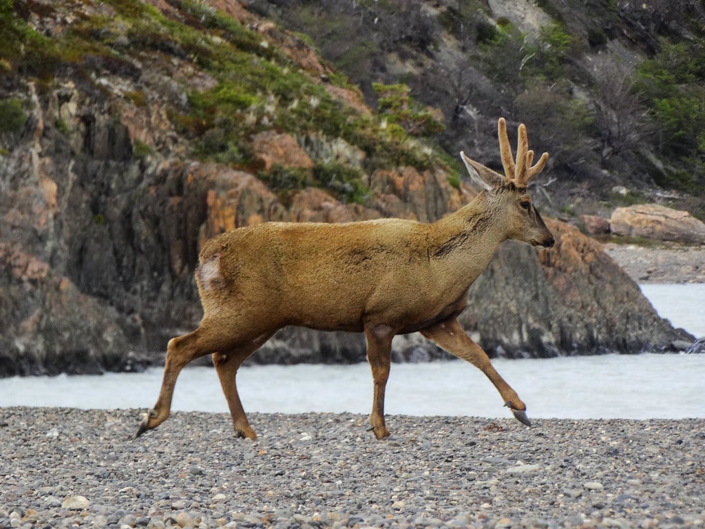 A huemul running along Torres del Paine