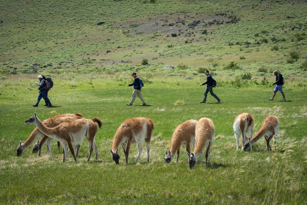 A group of quiet guanacos in the pampa