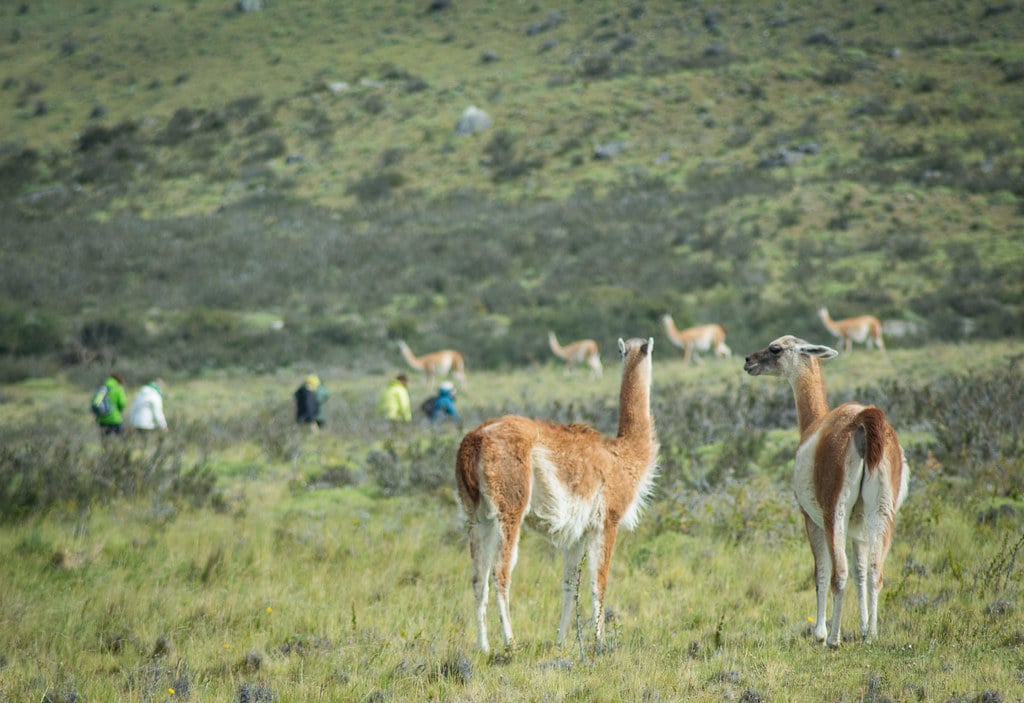 Walking through the kingdom of guanacos...