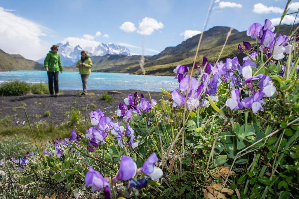 Spring in Torres del Paine