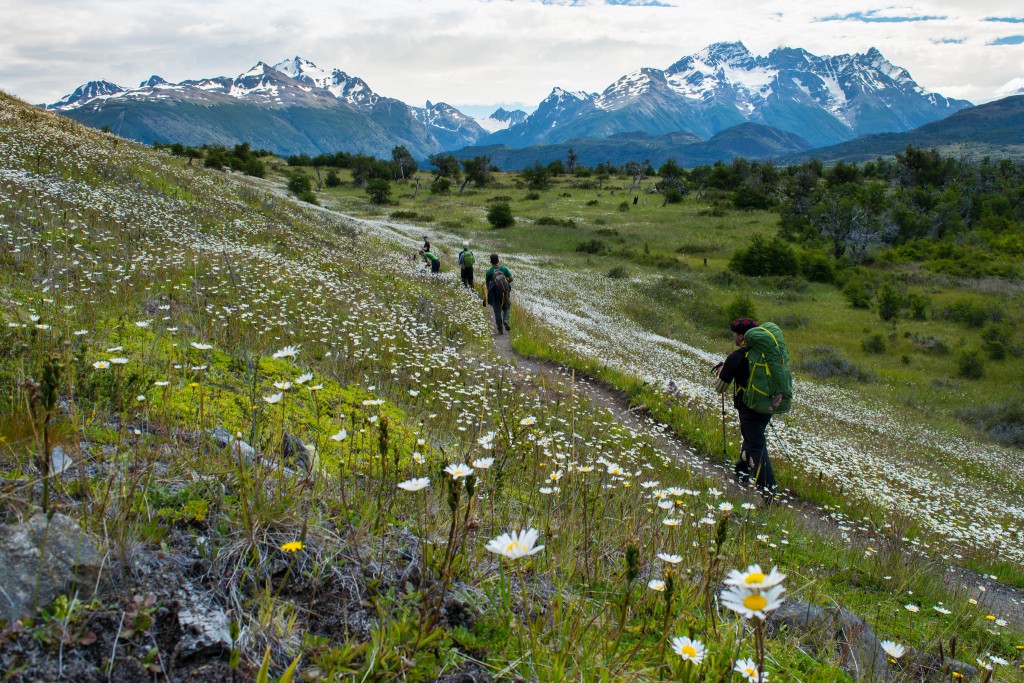 Wandering Through the flower Patagonia