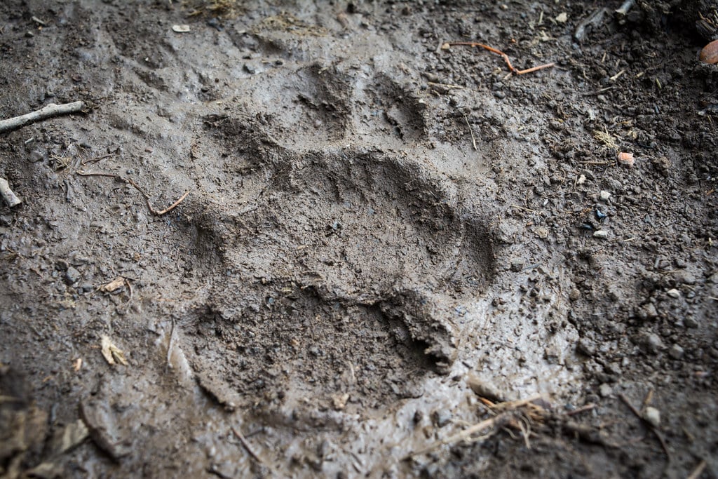 A puma track in the Ceron area