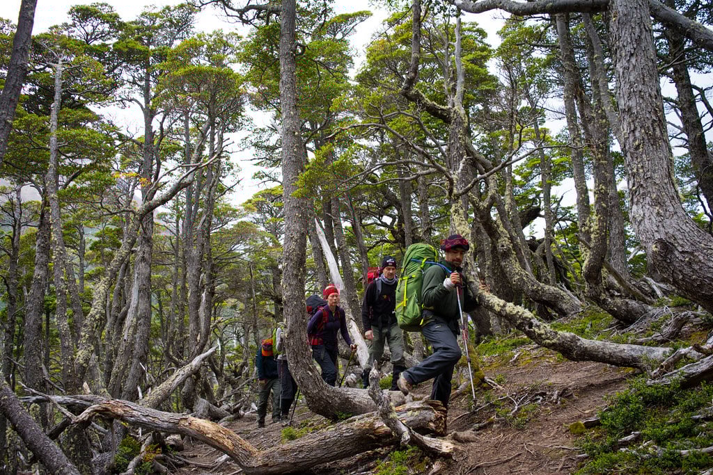 First steps in the lenga forest Patagonia