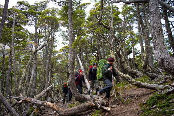 Bosque de lengas en Patagonia