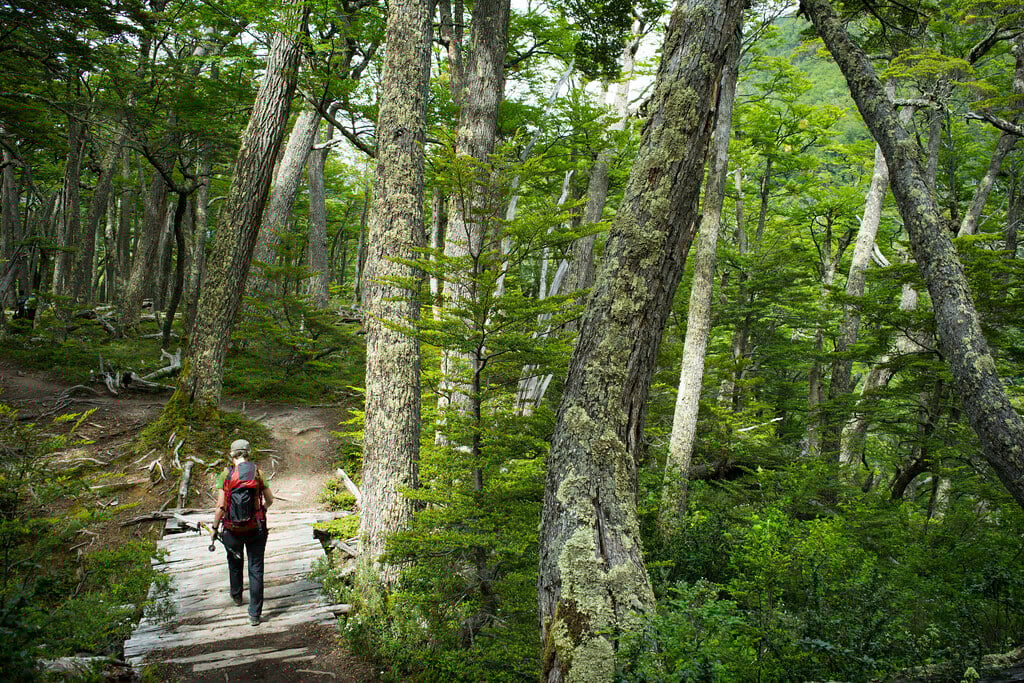 We entered a mystic forest Patagonia
