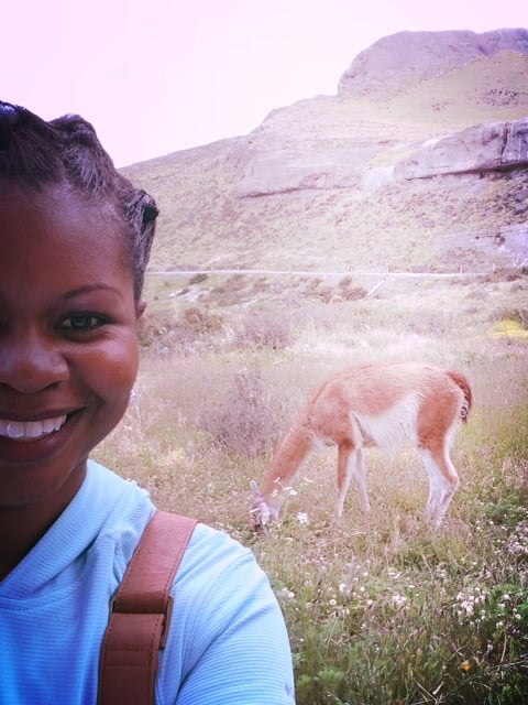 Meeting the guanacos...