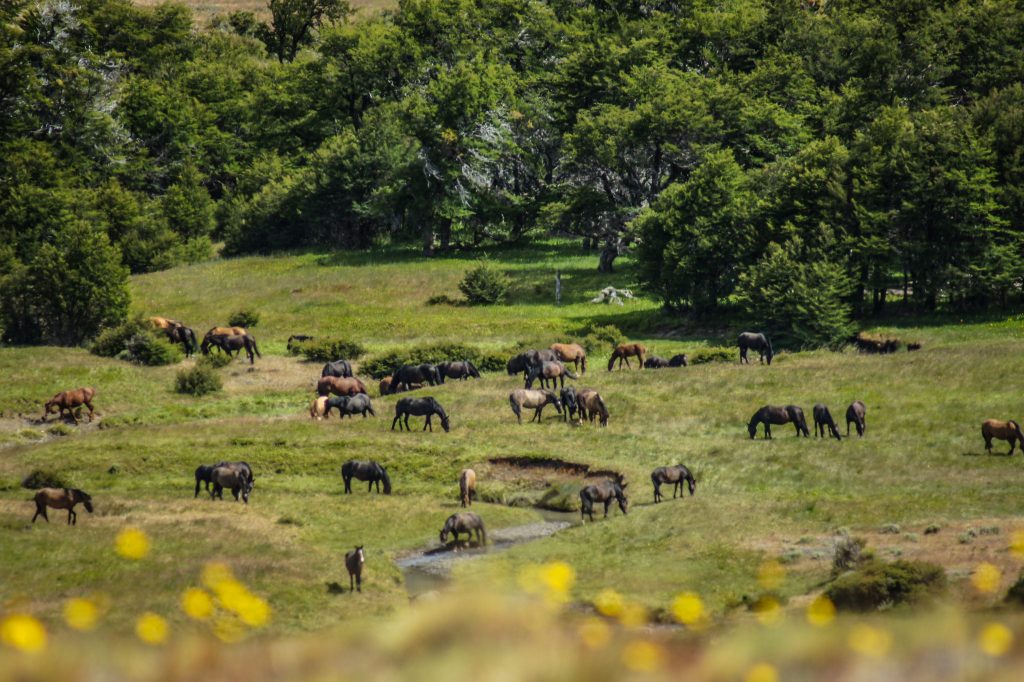 wild horses baguales Torres del Paine