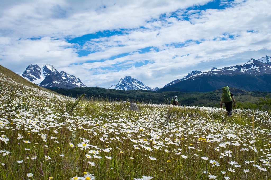 Walking in a field of margheritas Patagonia