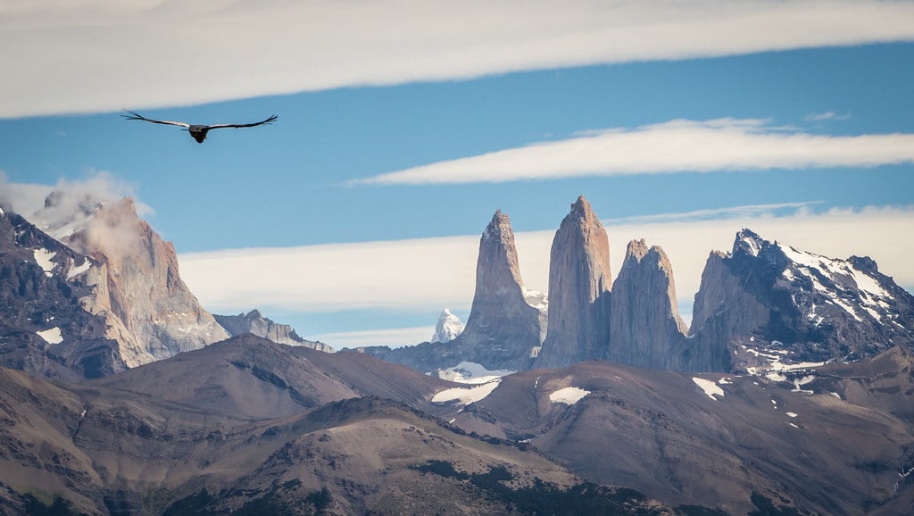 Wait for the condor and you might get the picture of year!