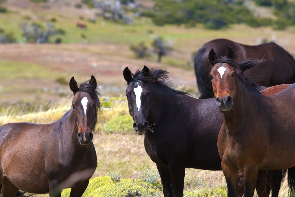 and these animals are...ahem. Incredible.