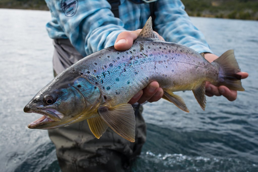 Everything's blue in Torres del Paine, even the fishes!