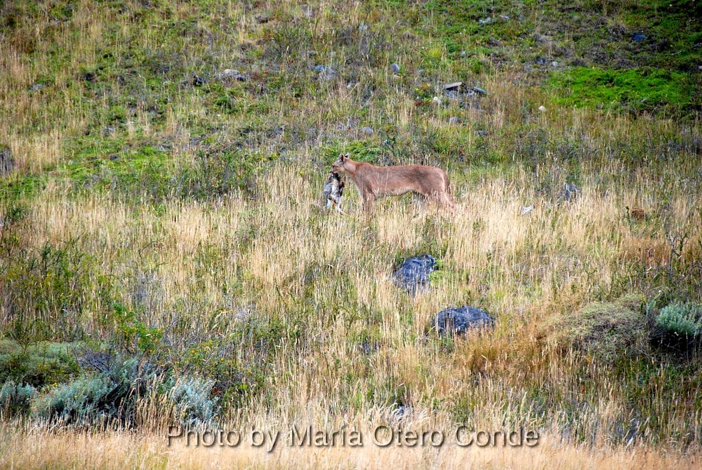 Animals Torres del Paine