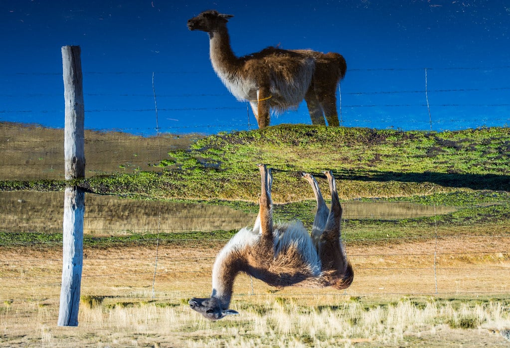 One of the thousands of Guanaco pictures you can take.