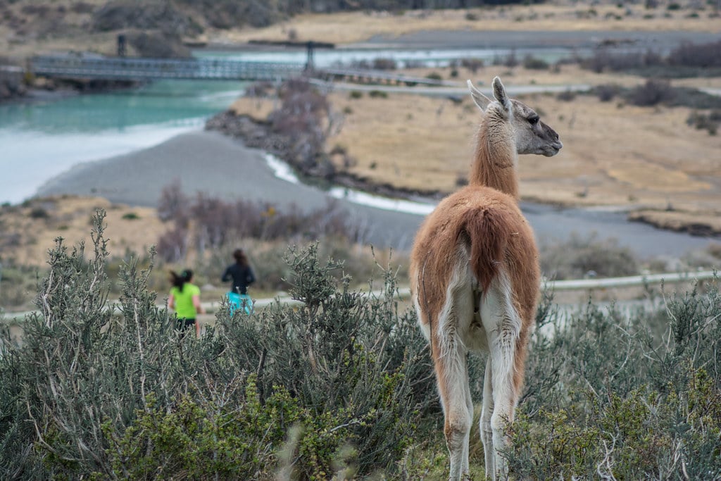 Guanacos during the Patagonian International Marathon 2015