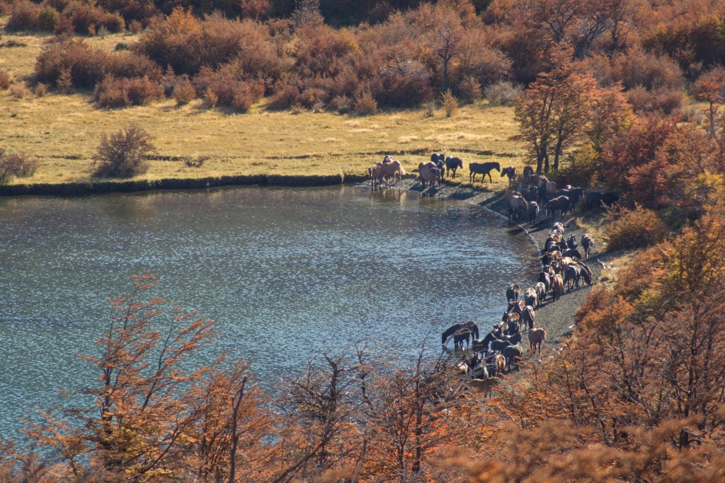 bagual horses Patagonia