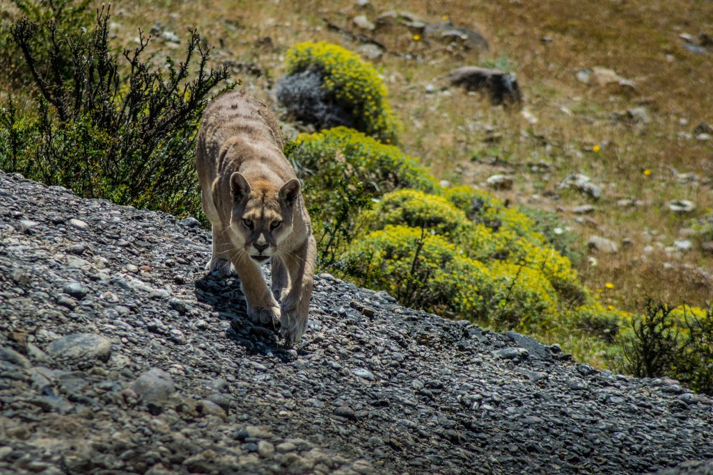 Puma in Patagonia