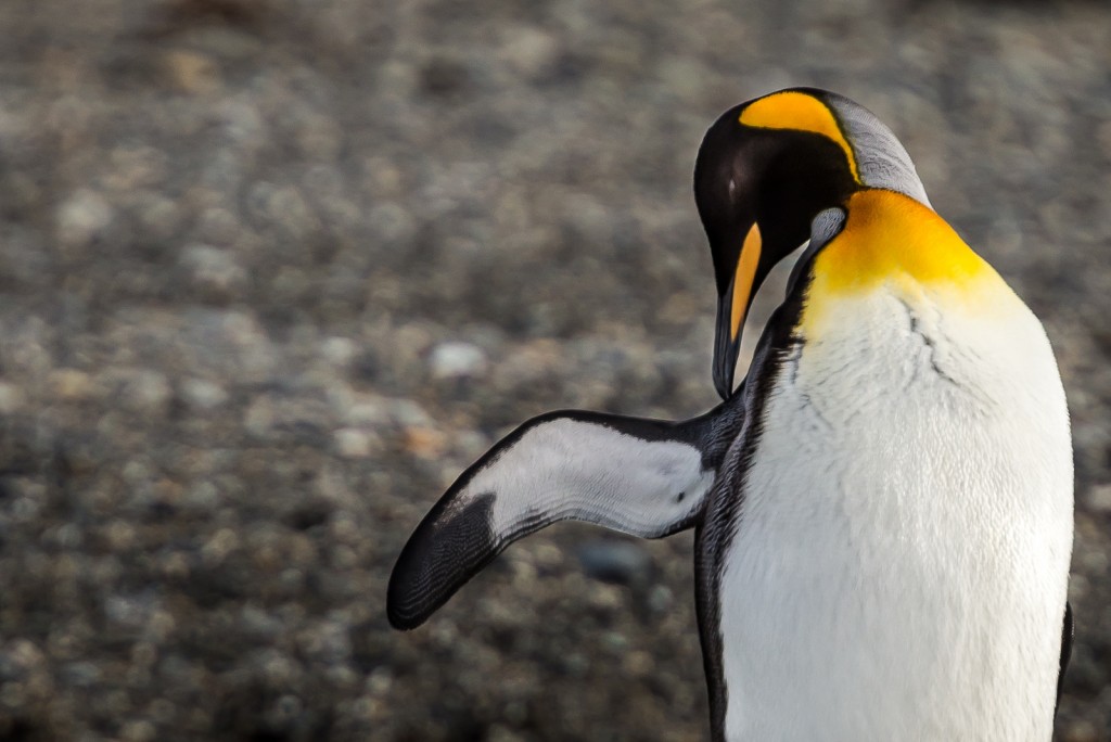 punta arenas king penguin
