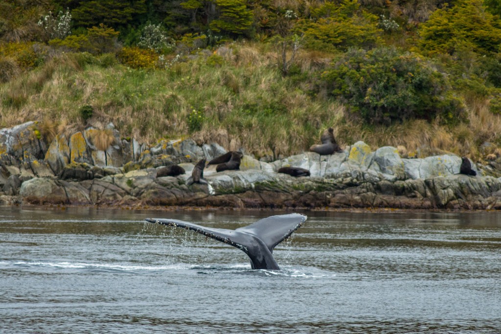 punta arenas whale watching Patagonia