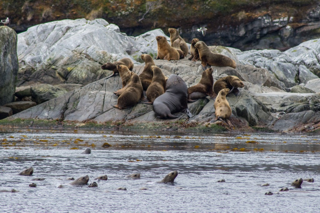 Sea Lions Patagonia