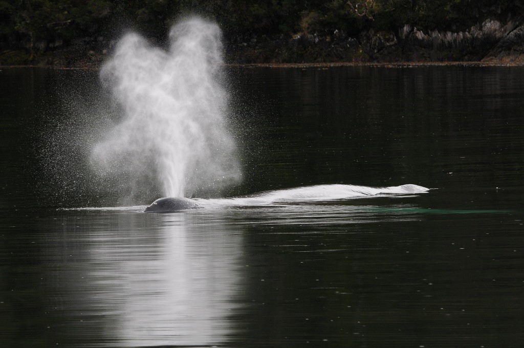 Humpback Whale