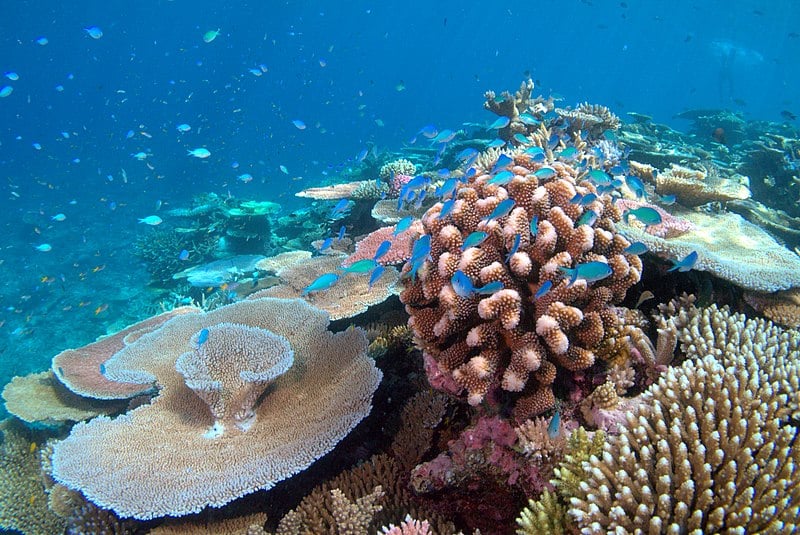 Colorful corals Patagonia