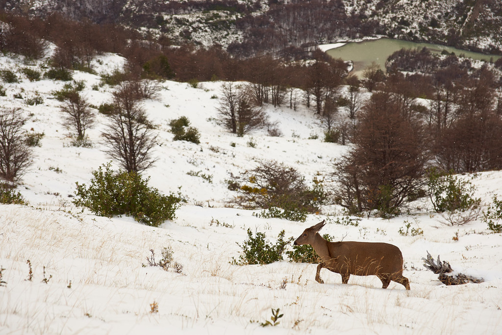 The endandered South Andean Deer 