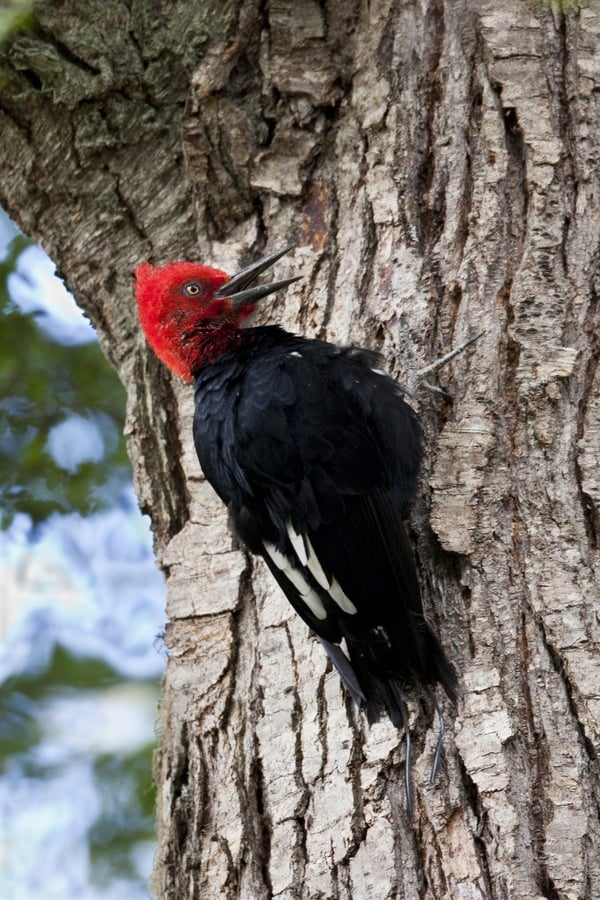 Magellanic Woodpecker