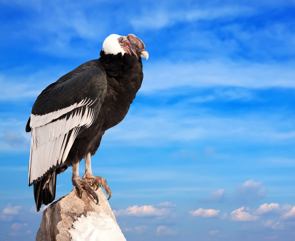 Condor in Patagonia