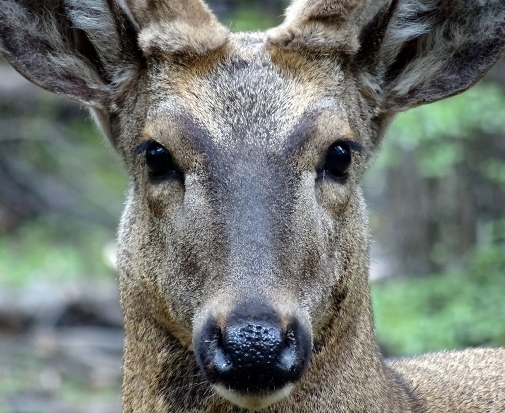 Huemul in Patagonia