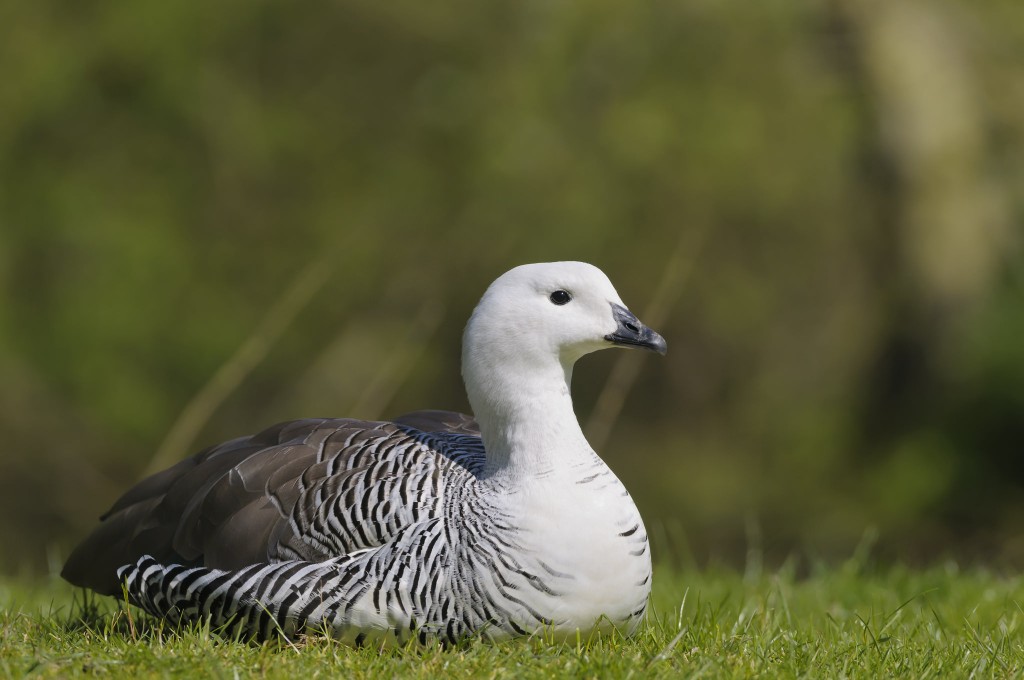 Upland Goose