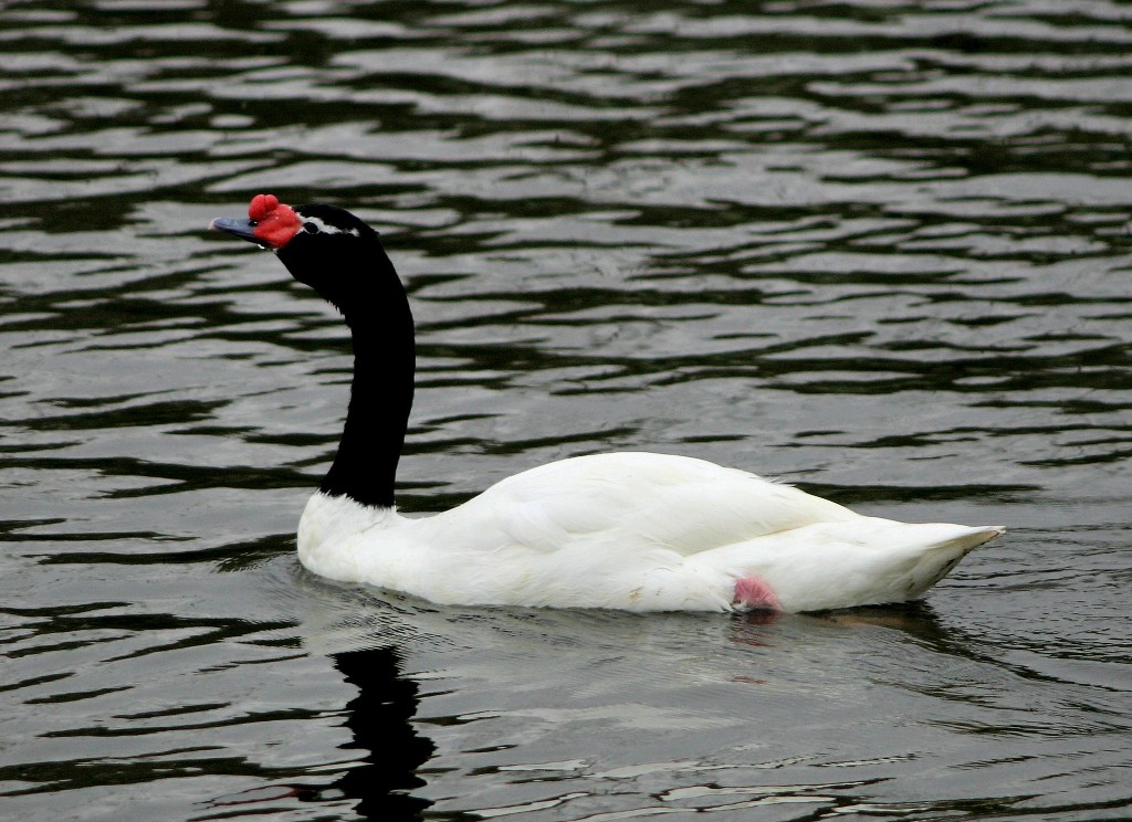 Black Necked Swan