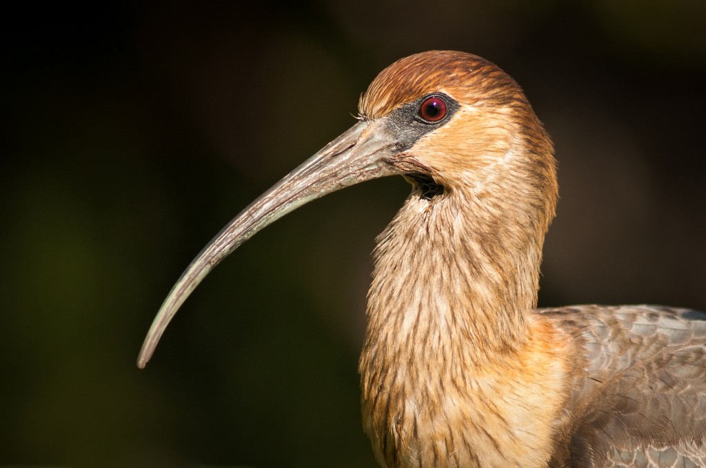 Black Faced Ibis