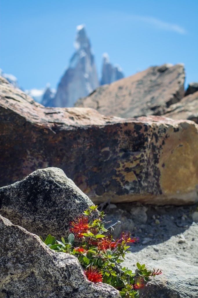 Blossoming in the heart of Patagonia