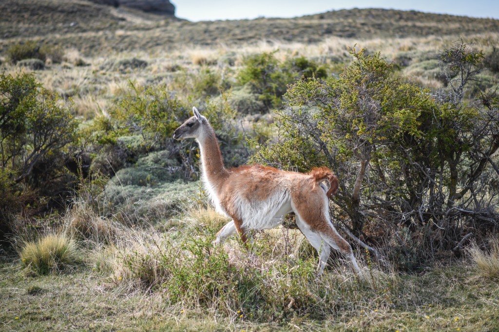 Guanaco in Patagonia