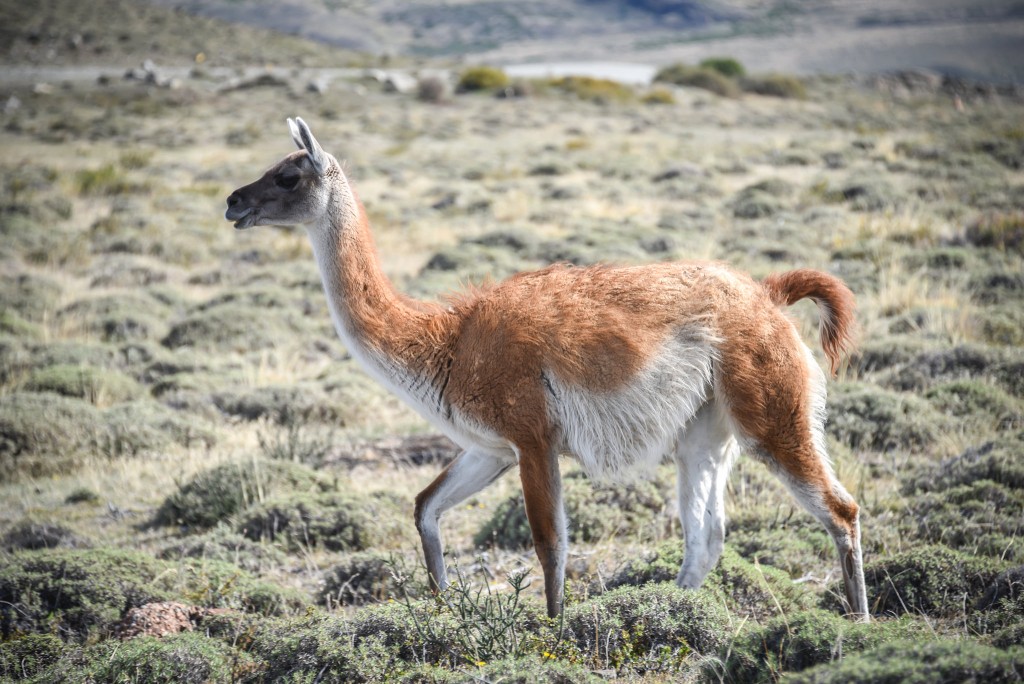 Fauna Nativa de la Patagonia - EcoCamp Patagonia