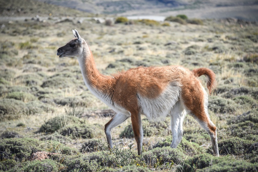 Guanaco in Patagonia