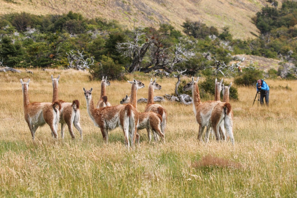 Guanacos Torres del Paine
