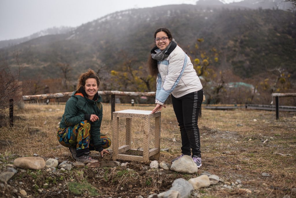 Planting new lenga trees