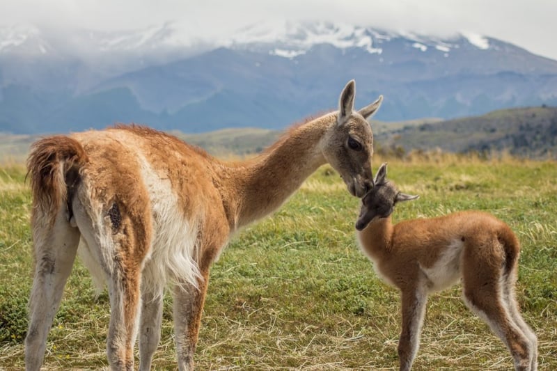 A guanaco caring for her young.